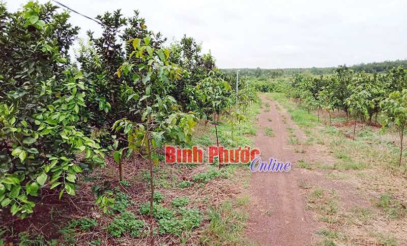 Phân bổ 75.978 cây lâm nghiệp phân tán Phân bổ 75.978 cây lâm nghiệp phân tán