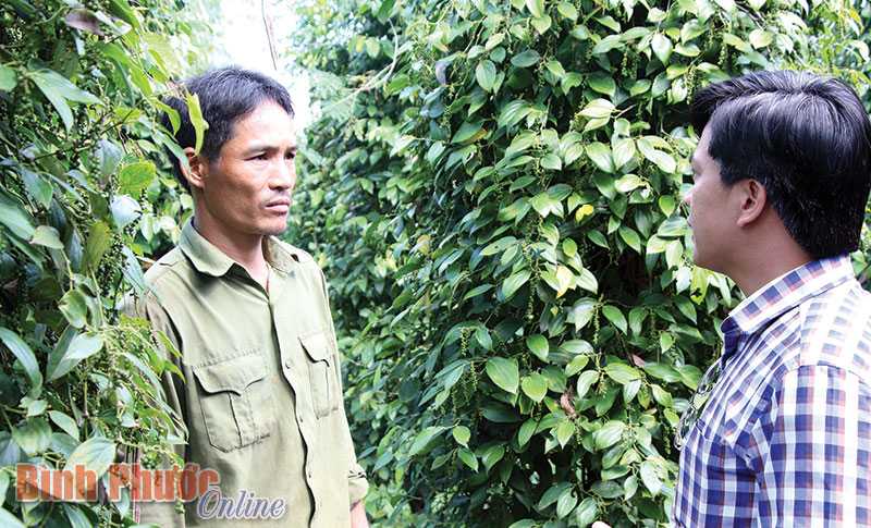 Phân bón Việt Tiệp - người bạn đồng hành cùng nhà nông Phân bón Việt Tiệp - người bạn đồng hành cùng nhà nông