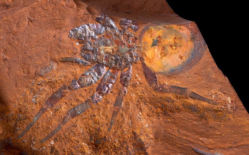Phát hiện hóa thạch nhện cỡ lớn ở Australia