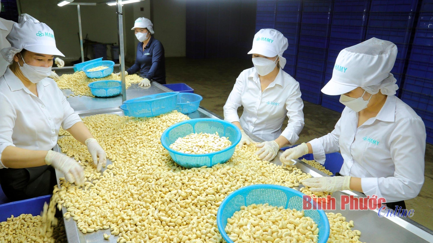 Phát huy chỉ dẫn địa lý hạt điều Bình Phước Phát huy chỉ dẫn địa lý hạt điều Bình Phước
