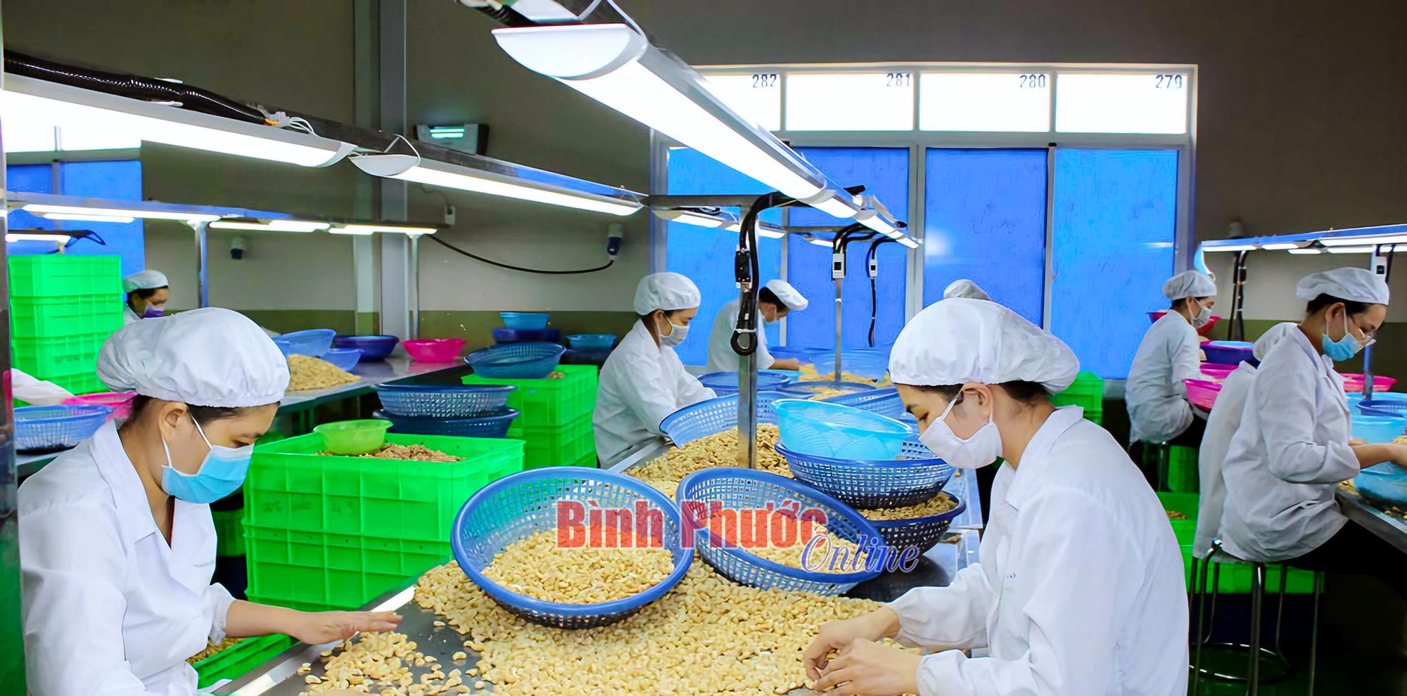 Phát huy chỉ dẫn địa lý hạt điều Bình Phước Phát huy chỉ dẫn địa lý hạt điều Bình Phước