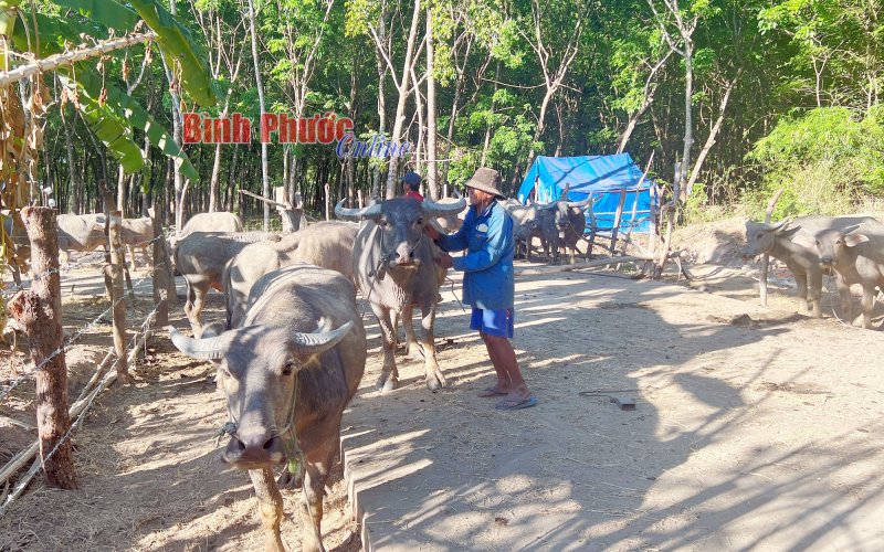 Phát triển bền vững chăn nuôi đại gia súc Phát triển bền vững chăn nuôi đại gia súc