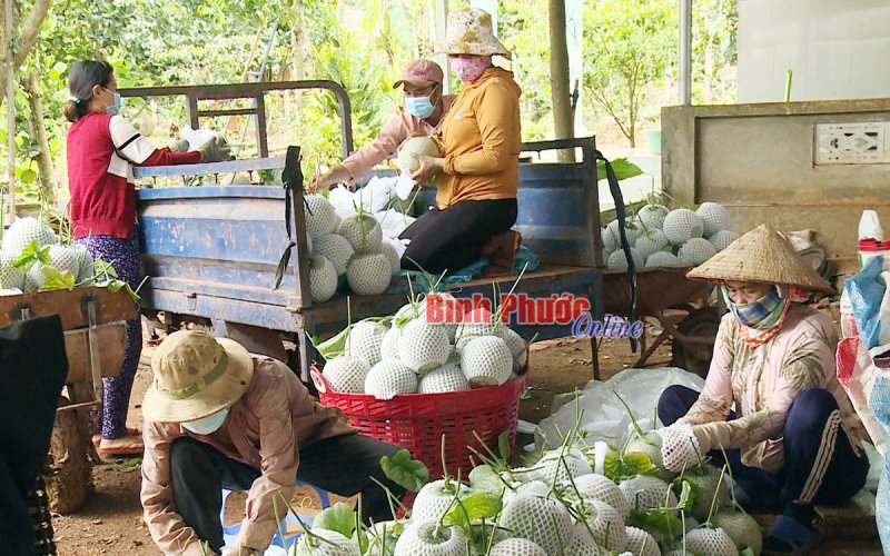 Phát triển cây ăn trái cần giải pháp bền vững Phát triển cây ăn trái cần giải pháp bền vững