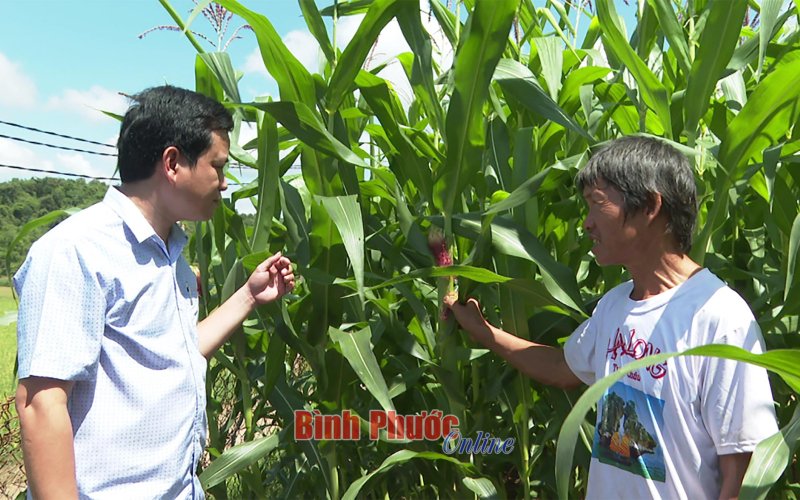 Phát triển kinh tế từ “2 bắp+1 lúa” Phát triển kinh tế từ “2 bắp+1 lúa”