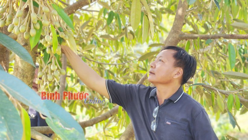 Phát triển sầu riêng đạt chuẩn OCOP