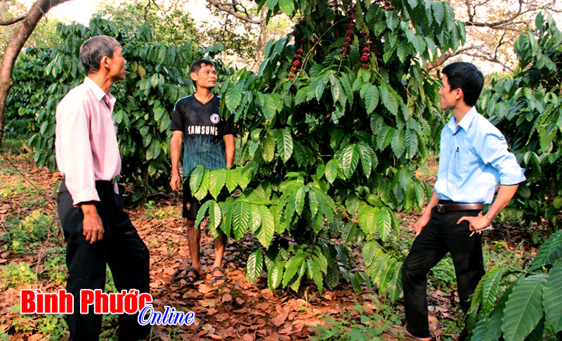 phathedoccanh.jpg