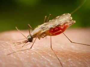 phathienmuoi.jpg