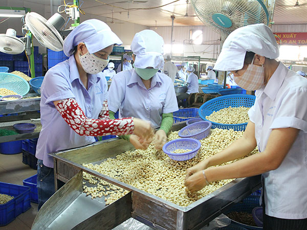 Khuyến khích doanh nghiệp đổi mới công nghệ chế biến nhân hạt điều Khuyến khích doanh nghiệp đổi mới công nghệ chế biến nhân hạt điều