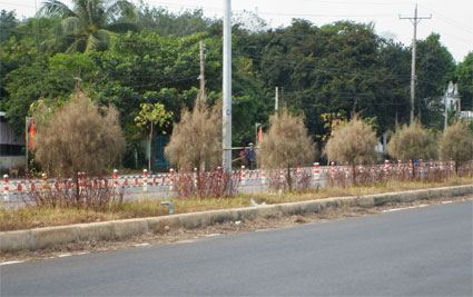 Cây phi lao bị chết hàng loạt trên QL14 Cây phi lao bị chết hàng loạt trên QL14