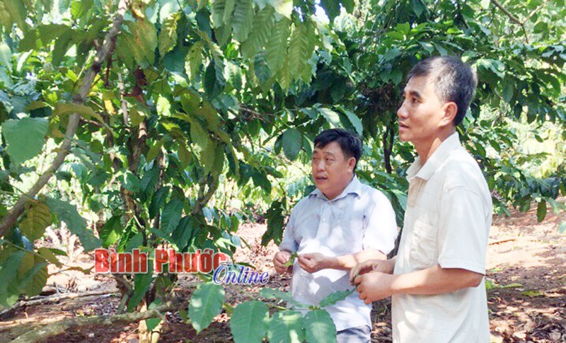 Phòng bệnh cho vườn cà phê sau thu hoạch