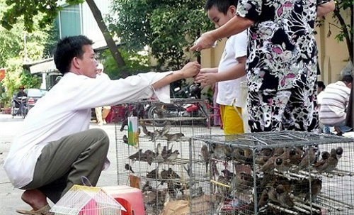 Phóng sinh trong ngày rằm tháng Giêng: Phóng sinh hay sát sinh?