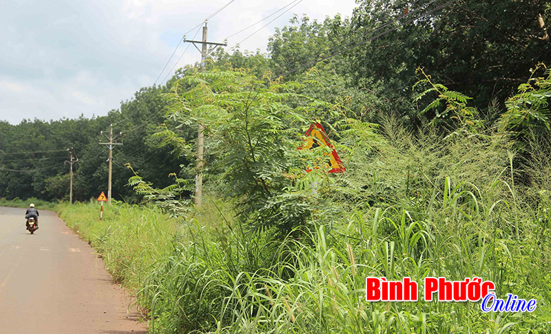 Phóng sự ảnh: Cỏ cây “hại” biển báo giao thông Phóng sự ảnh: Cỏ cây “hại” biển báo giao thông