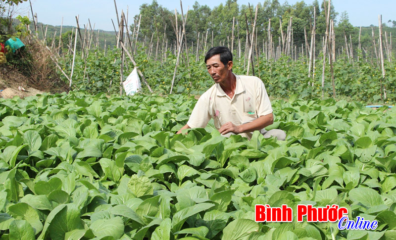 Phước Long: Trồng rau an toàn lời 15 triệu đồng/sào/tháng