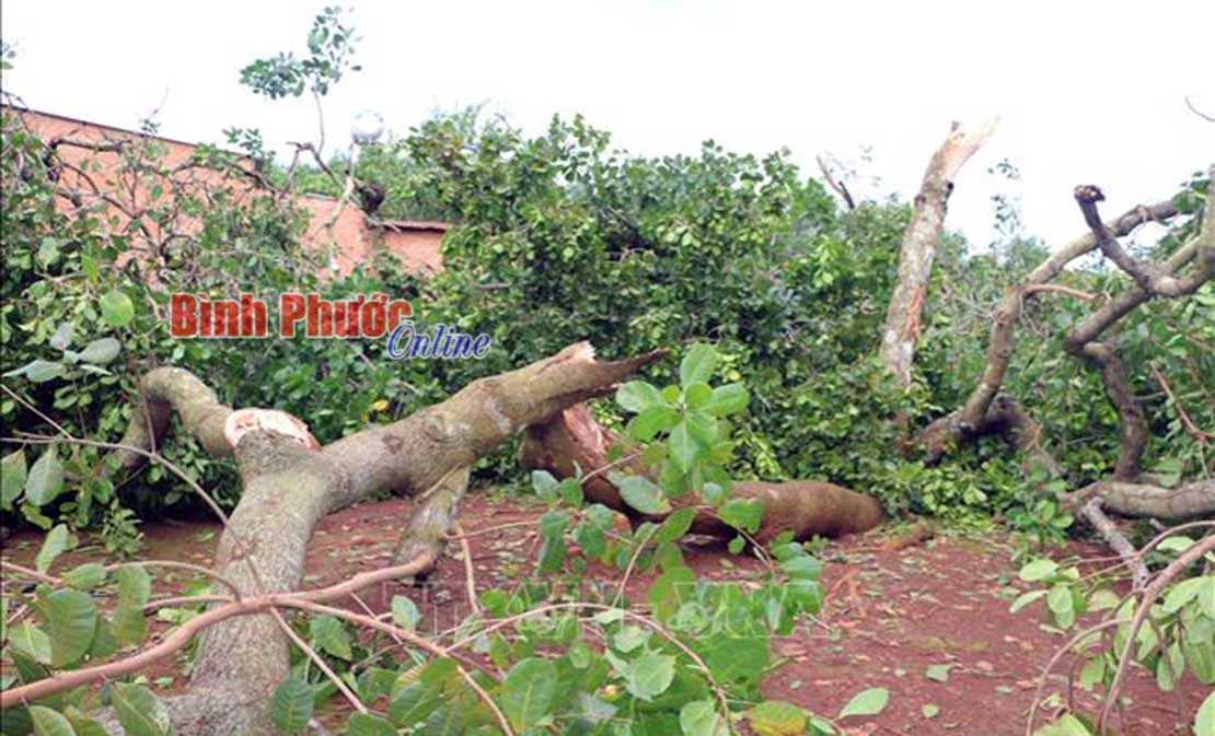 Phú Riềng: Hỗ trợ các hộ bị thiên tai 52,4 triệu đồng Phú Riềng: Hỗ trợ các hộ bị thiên tai 52,4 triệu đồng