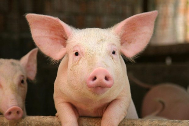 pigadobestock27474871024x68322082019084902.jpeg