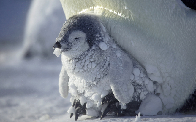 potd-penguin-2-3143335k-1419407565660x027122014024304.jpg