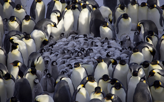 potd-penguins-3143333k-1419407565660x027122014024304.jpg