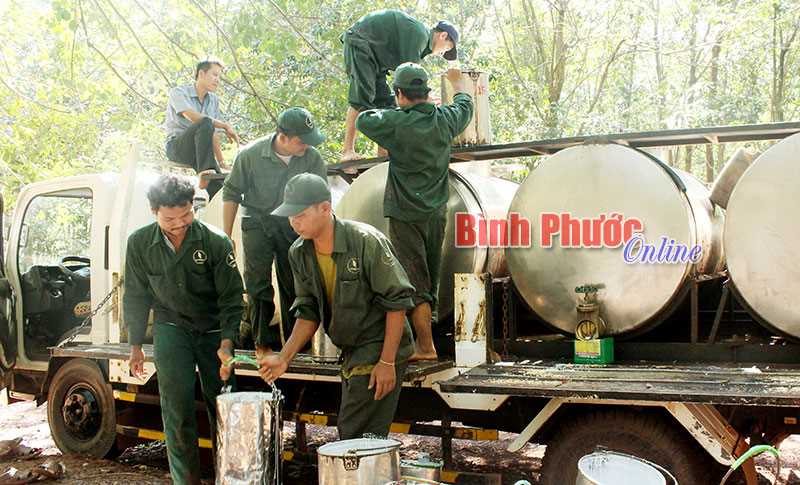 Giá cao su xuất khẩu thấp hơn nhập khẩu Giá cao su xuất khẩu thấp hơn nhập khẩu