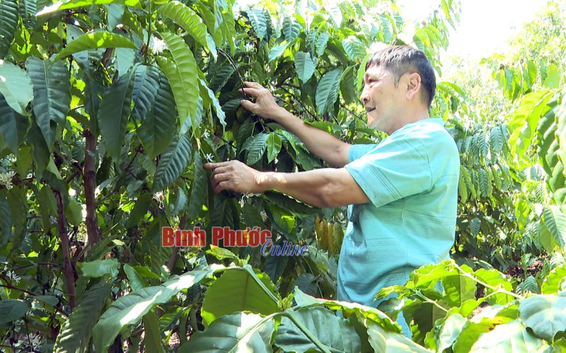 Quản lý dinh dưỡng cho cây cà phê Quản lý dinh dưỡng cho cây cà phê