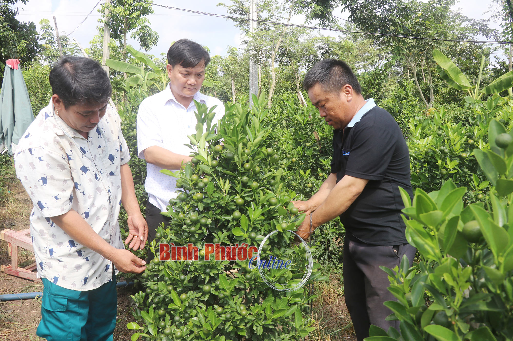 Quất cảnh vào vụ tết