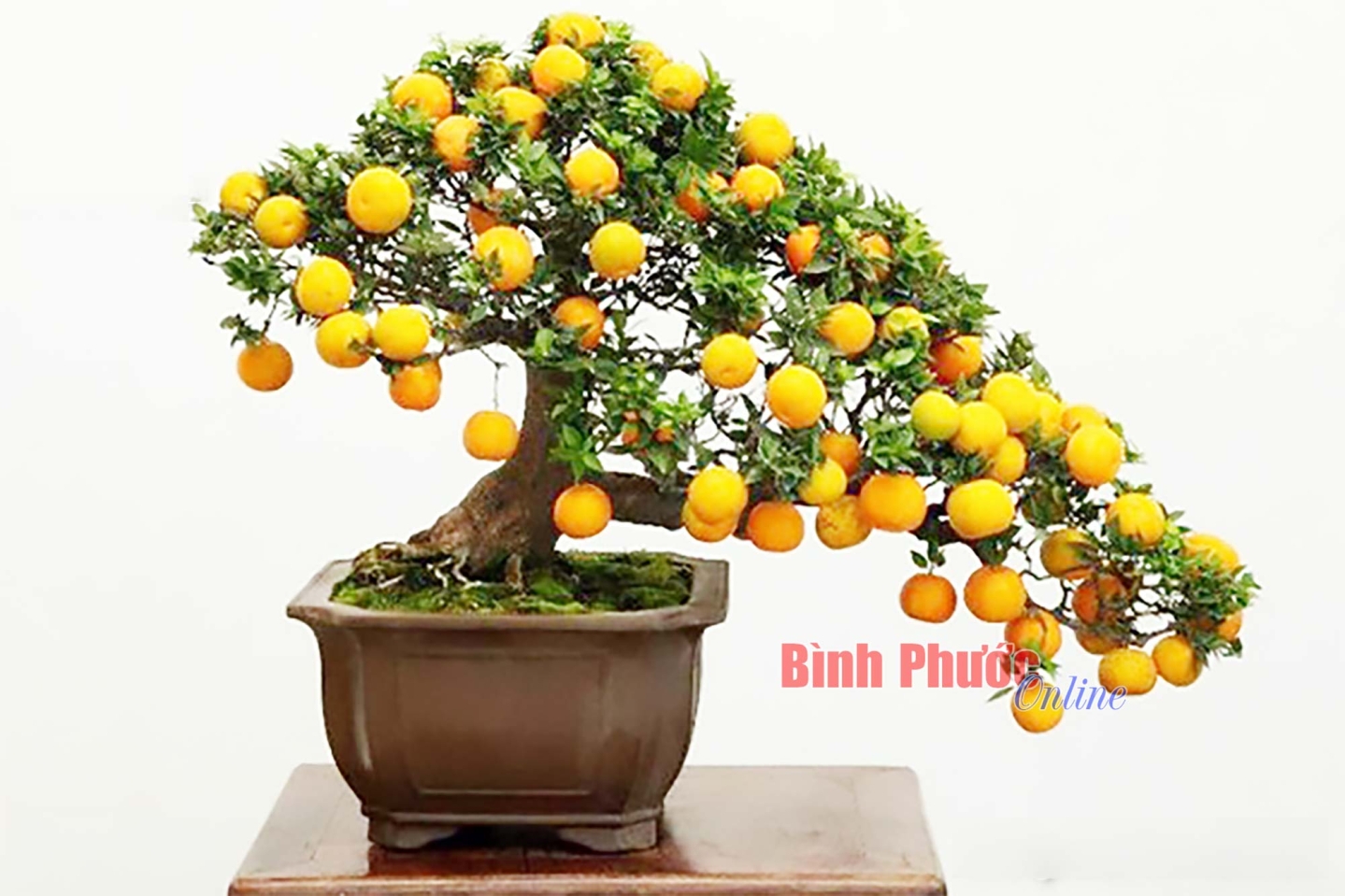 quat_ngay_tet_11104723012025.jpg