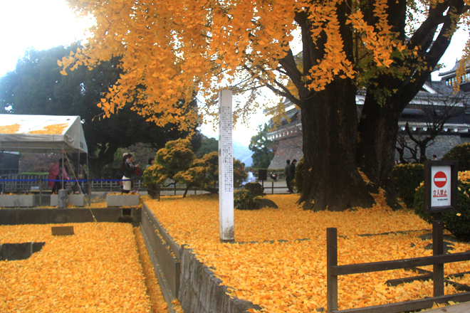 quyenru308122014042104.jpg