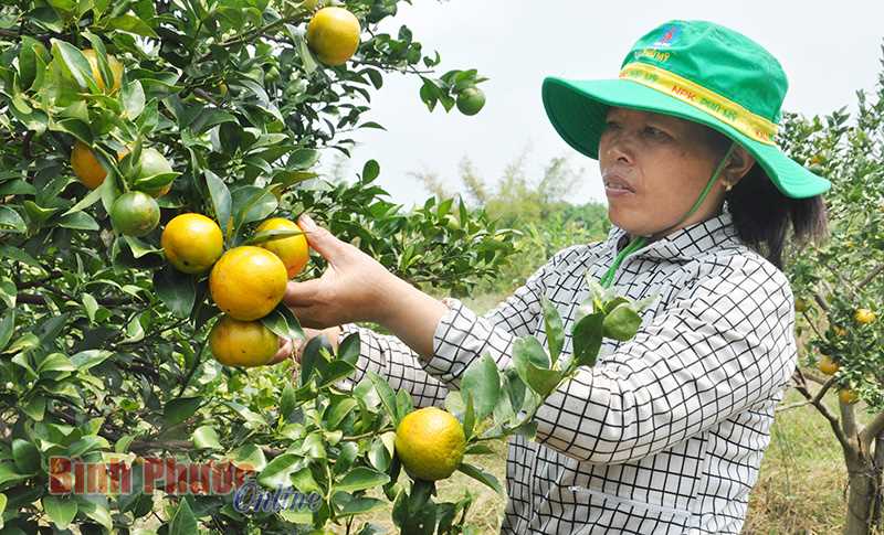Quýt đường rớt giá mạnh