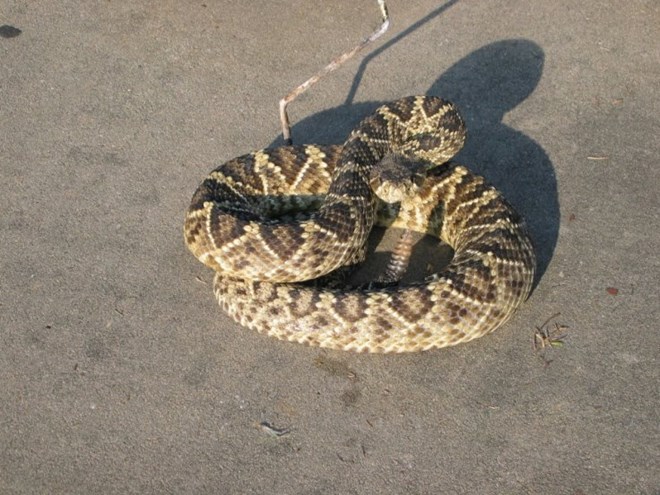 ranchuong1.jpg