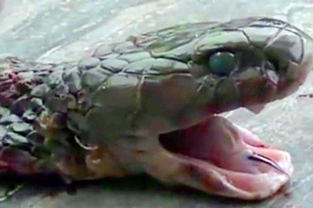Rắn hổ mang gây ra án mạng hy hữu cho người đầu bếp Rắn hổ mang gây ra án mạng hy hữu cho người đầu bếp