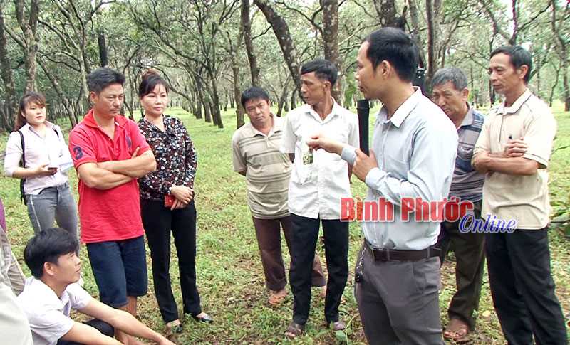 Ra quân hướng dẫn nông dân chăm sóc điều Ra quân hướng dẫn nông dân chăm sóc điều