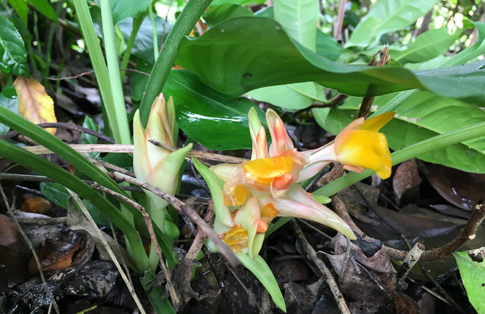 ​Ngọt đắng rau nghệ
