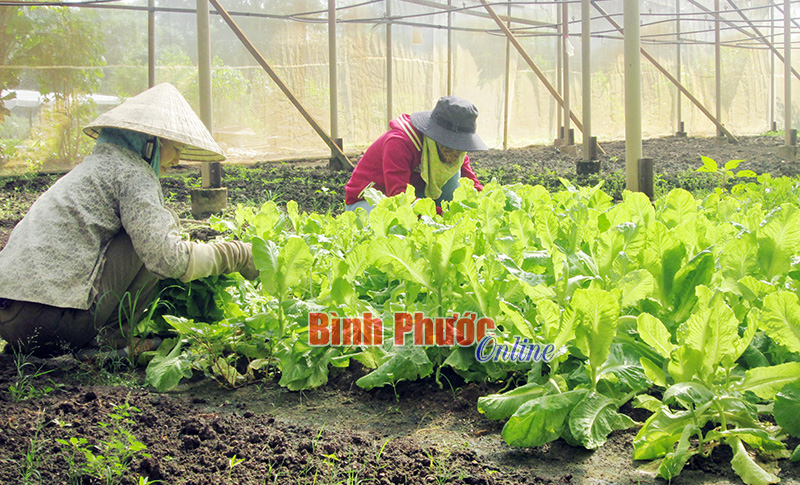 Cẩn trọng khi sử dụng thuốc bảo vệ thực vật