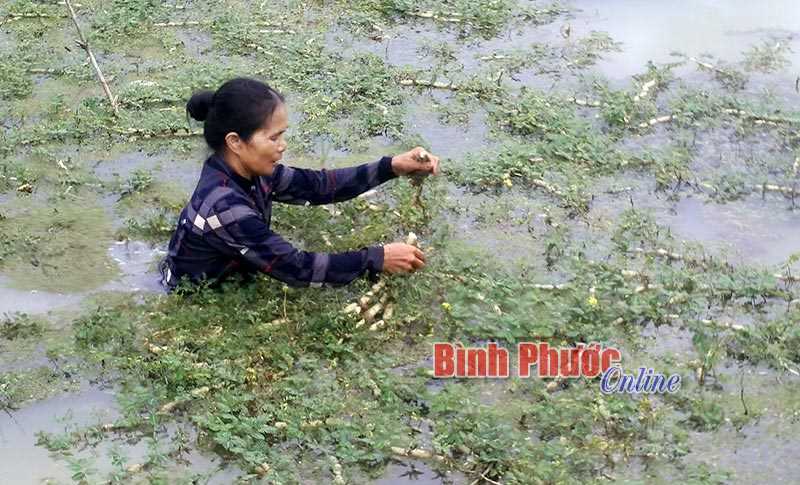 Rau nhút cho thu nhập cao Rau nhút cho thu nhập cao