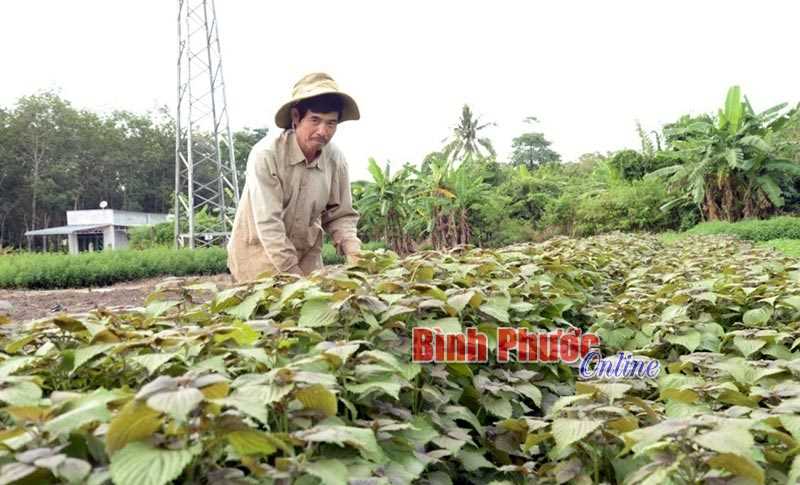 “Sống khỏe” với rau thơm
