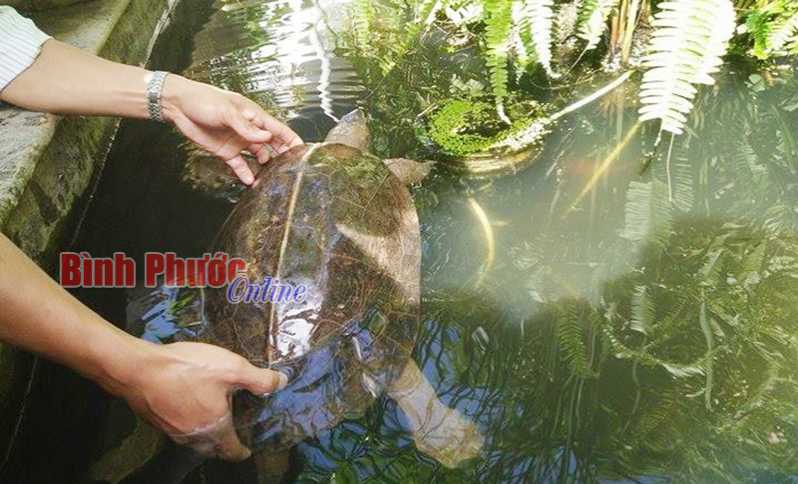 Con rùa nặng 8kg được người dân phóng sinh ở chùa Quang Minh