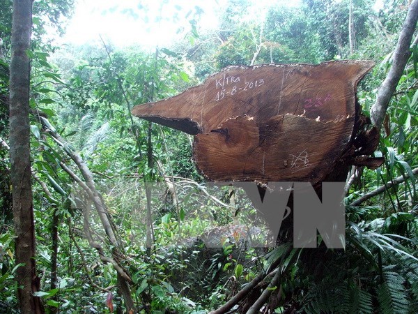 Đắk Nông đình chỉ công tác một Chủ tịch xã vì để mất rừng Đắk Nông đình chỉ công tác một Chủ tịch xã vì để mất rừng