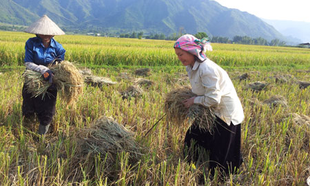 Hỗ trợ lãi suất giảm tổn thất trong nông nghiệp Hỗ trợ lãi suất giảm tổn thất trong nông nghiệp
