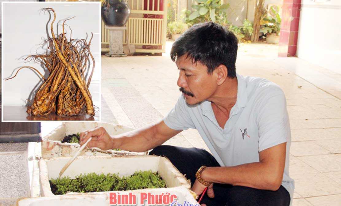 Sâm đại quang trên đất Bình Phước Sâm đại quang trên đất Bình Phước