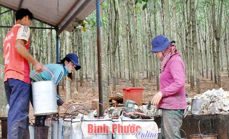 Cao su Chương trình 134 liên doanh đạt năng suất 2 tấn/ha