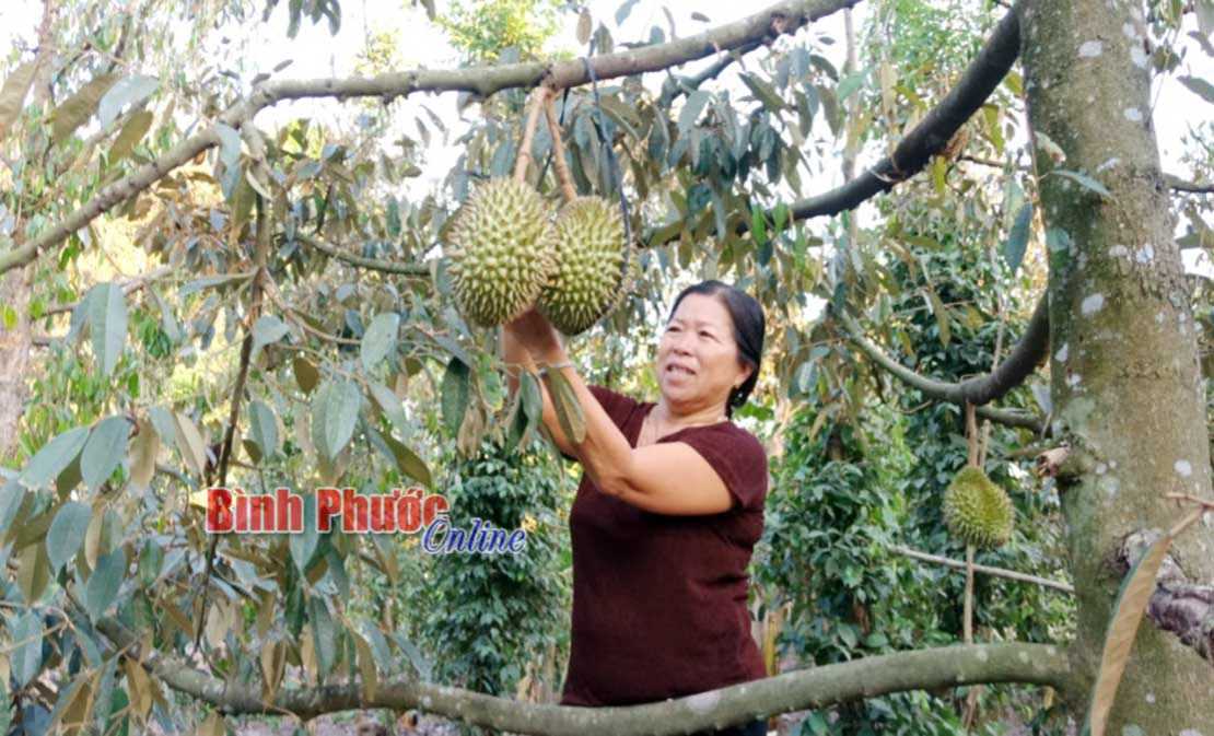 Sản xuất nông nghiệp hữu cơ nâng chất sản phẩm