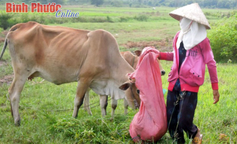 saolaithichngheo.jpg