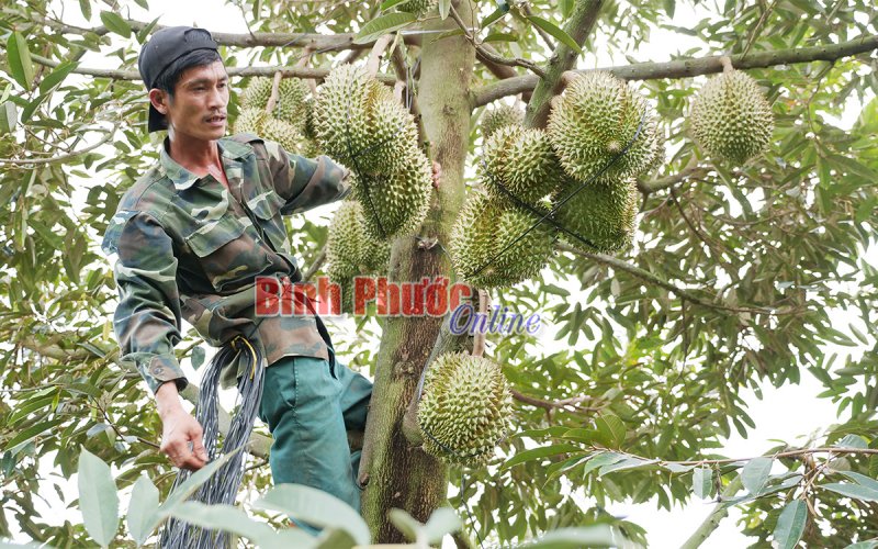 Sầu riêng Bình Phước: Bao giờ có thương hiệu?