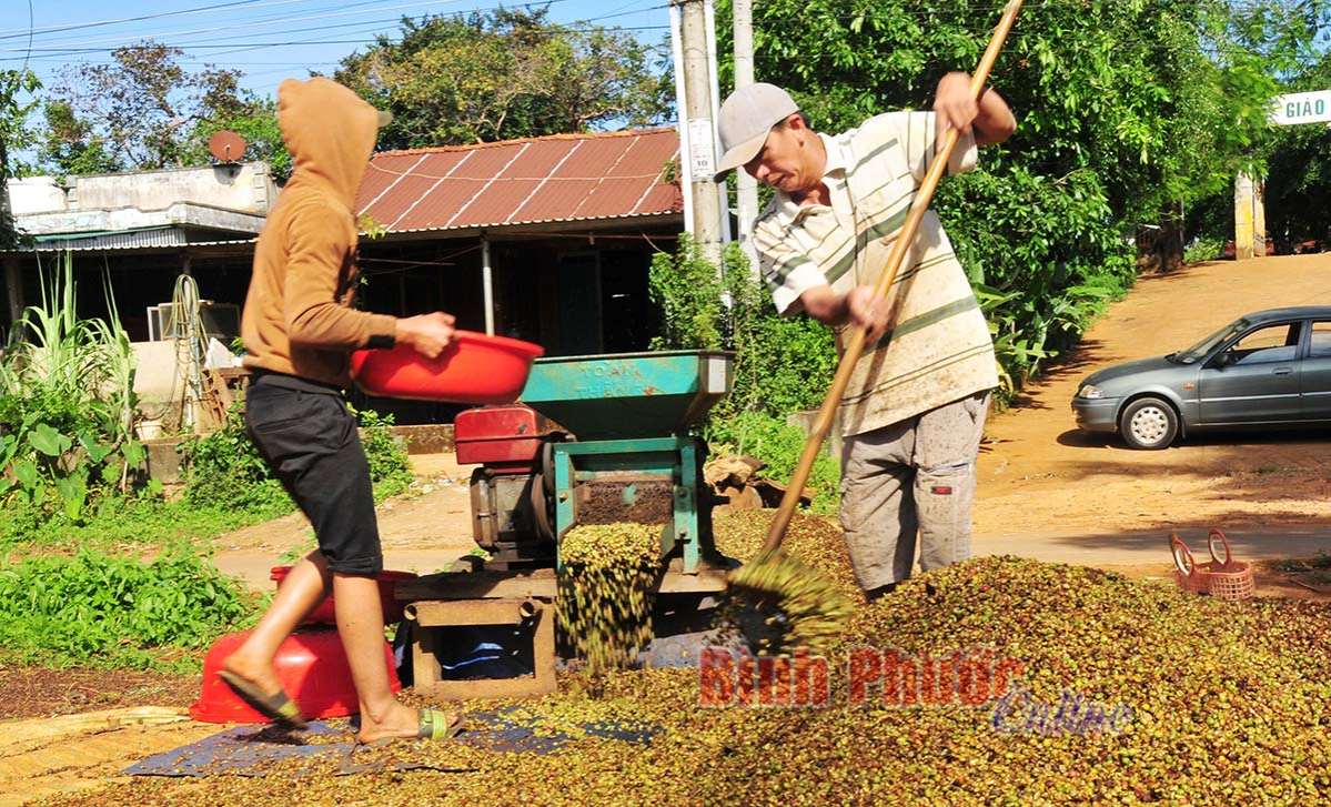 Sau mùa “cà phê đắng” Sau mùa “cà phê đắng”