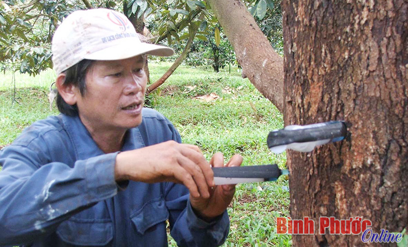 saurieng.jpg