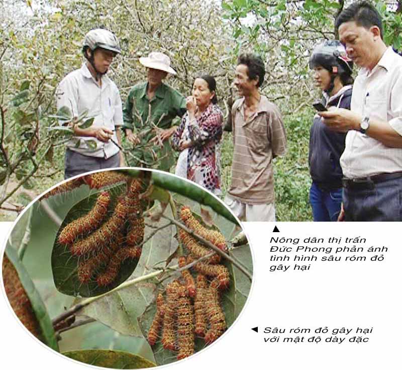 Xuất hiện sâu róm đỏ gây hại trên cây điều