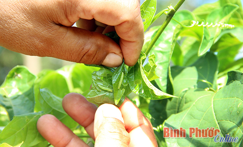 Sâu xanh tấn công vườn gấc