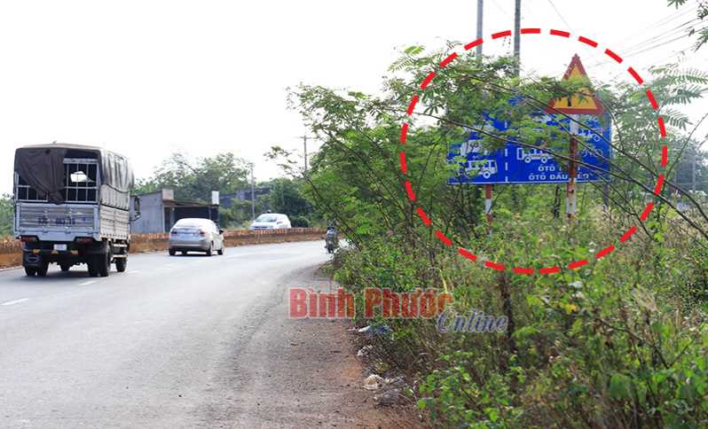 Cây dại che khuất biển báo