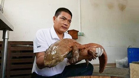 sinhvatla2.jpg