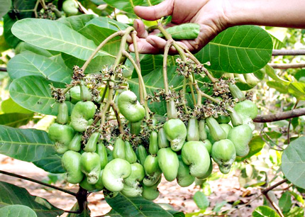 Tăng cường dinh dưỡng để cây điều ra hoa đều, đậu trái cao