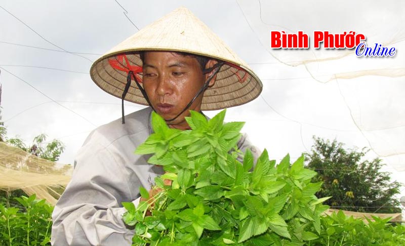 2 sào rau lời 250 triệu đồng/năm